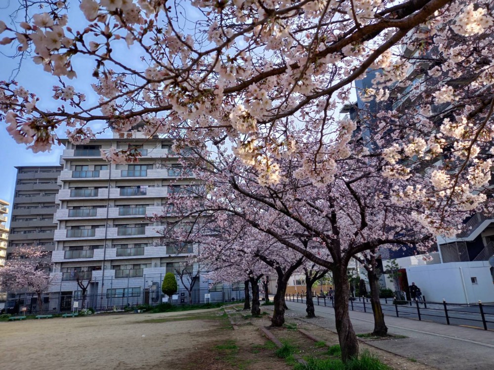 信栄千船ビル隣の公園で桜が咲きはじめました。のイメージ画像